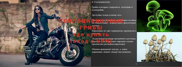 хмурый Магас